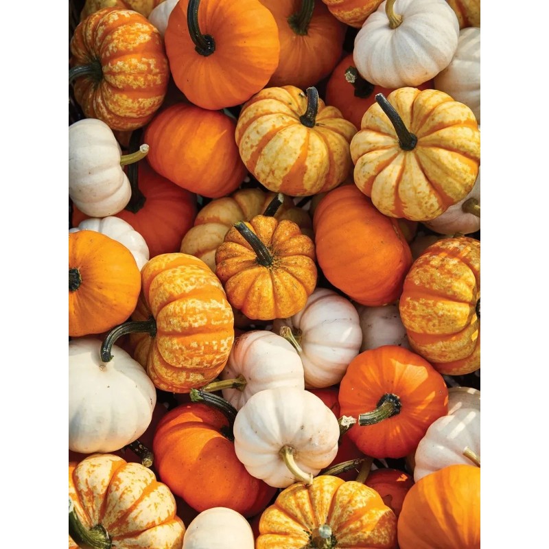 Sunshine Master Mini Mix Pumpkin Seeds Blend Tiger/White/Ja - 15