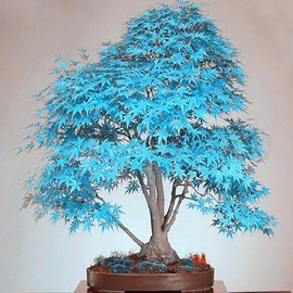 Garden 50Pcs Blue Japanese Maple Seeds Non-GMO Rare Ornamental Decor Tree Seeds Bonsai Container Plant