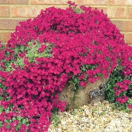 Wivolibe Creeping Thyme Seeds for Planting - 21000 Magic Creeping Thyme Seeds Ground Cover Plants Heirloom Flowers Perennial Thyme Non-GMO Thymus Serpyllum Seed
