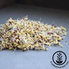 Handy Pantry Broccoli Sprouts Seed Organic- 1 Lb - Non-GMO