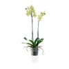 Teraplast TRANSPARENT VASE PORTO WITH SUPPORT FOR ORCHIDS DIAMETER CM