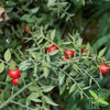 Herb To Body Butcher’s Broom Root Powder | Ruscus Aculeatus