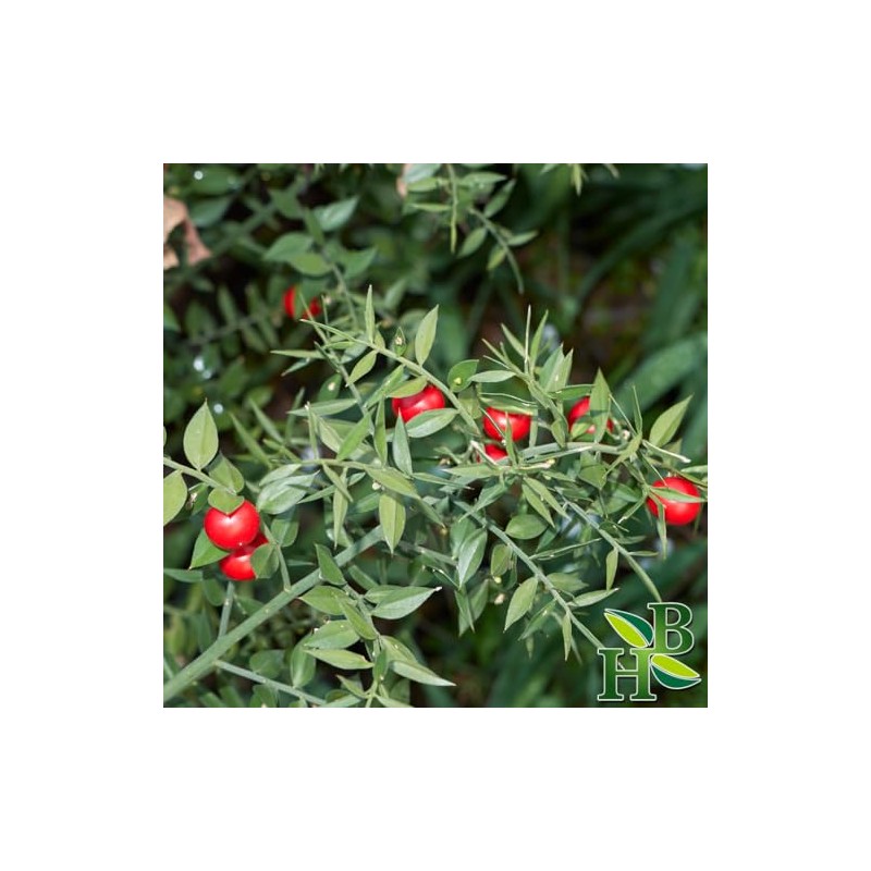 Herb To Body Butcher’s Broom Root Powder | Ruscus Aculeatus