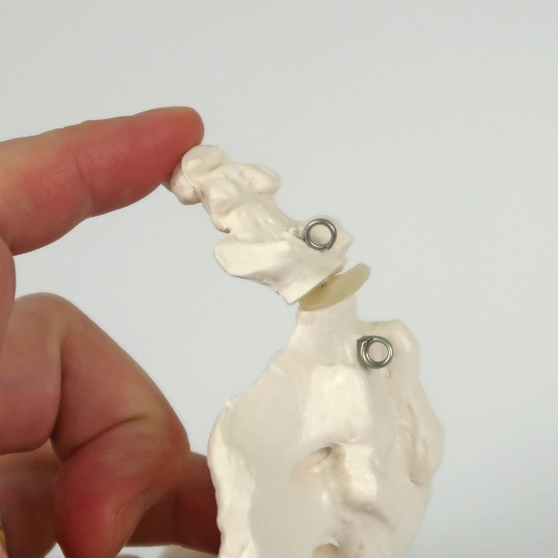 Life-sized Sacral and Coccyx Model, Tailbone Connects and Moves -