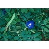 Buy Rare Seeds Clitoria ternatea Single Blue | Butterfly Pea