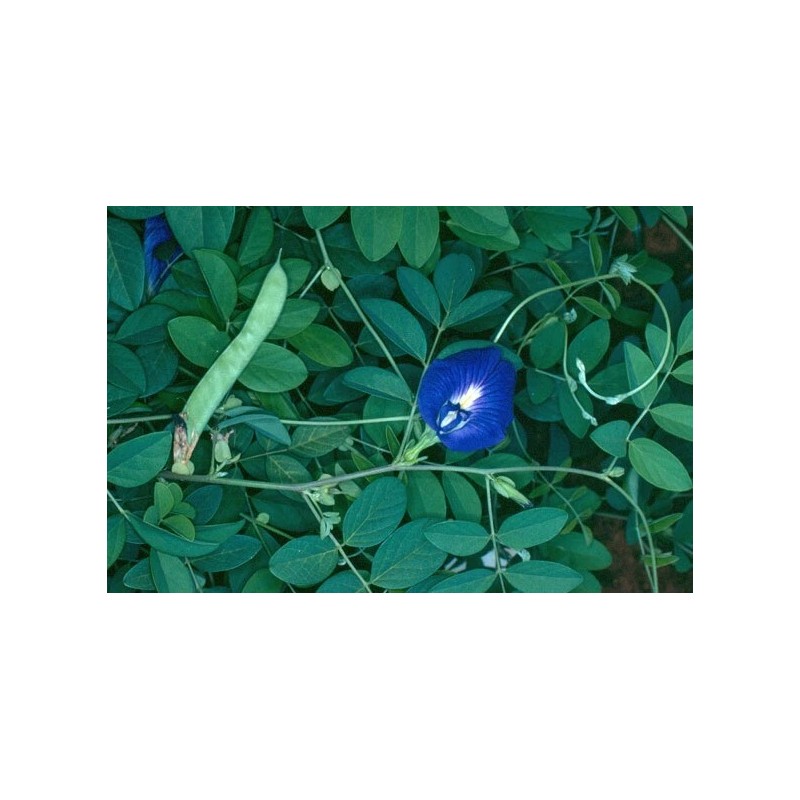 Buy Rare Seeds Clitoria ternatea Single Blue | Butterfly Pea