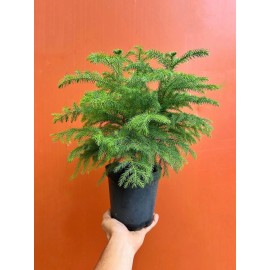 Norfolk Island Pine - Live Home and Office Decor Christmas Tree in 6" Pot