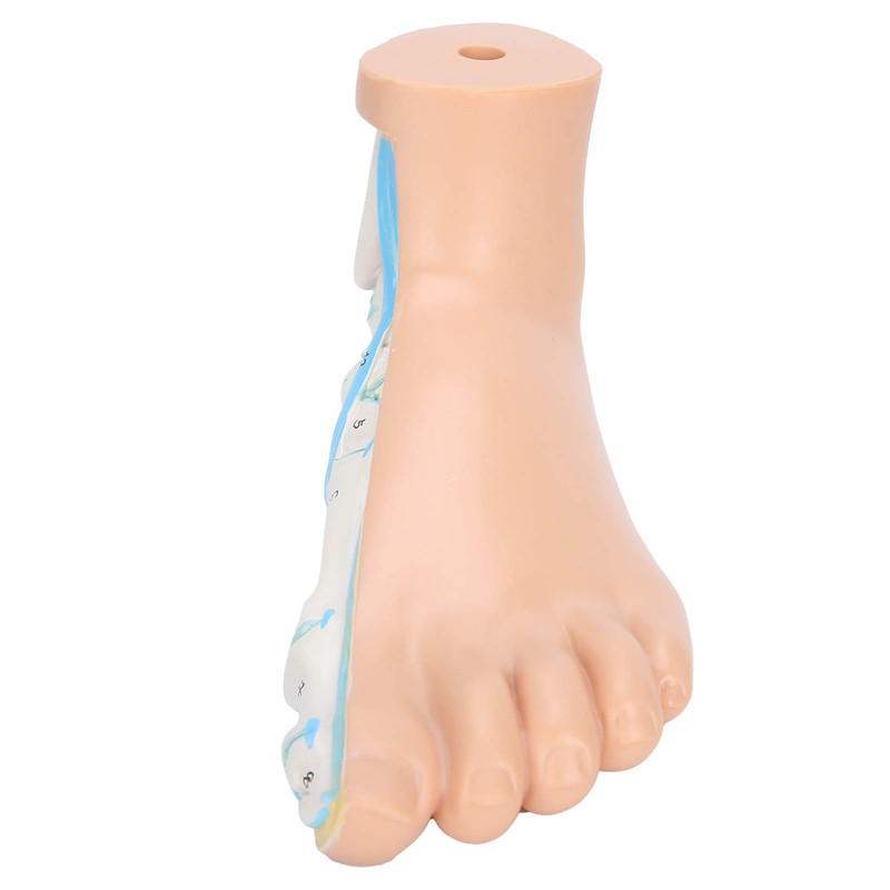 Adults Foot Model, Convenient Display Environmentally Friendly Materials Human Foot