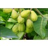 Indian hog plum, Harde or Harad, Haritaki, Terminalia chebula whole