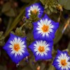 Outsidepride Ensign Royal Morning Glory Seeds - 1000 Pcs. Annual,