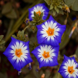 Outsidepride Ensign Royal Morning Glory Seeds - 1000 Pcs. Annual, Dwarf Mounding Flower Seeds for Planting Trumpet-Shaped Tricolored Blooms, Ideal for Garden Boxes, Beds & Containers
