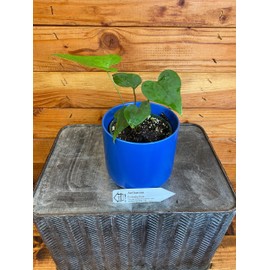 Anthurium Podophyllum, 4" Plant