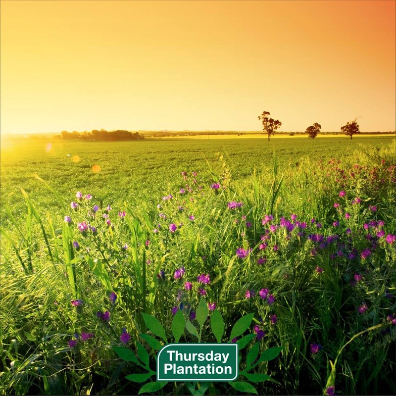 Thursday Plantation-100% Tea Tree Oil 50ml