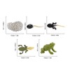Frog Model 5 pcs Secret to Frog! Growth Cycle Figure,