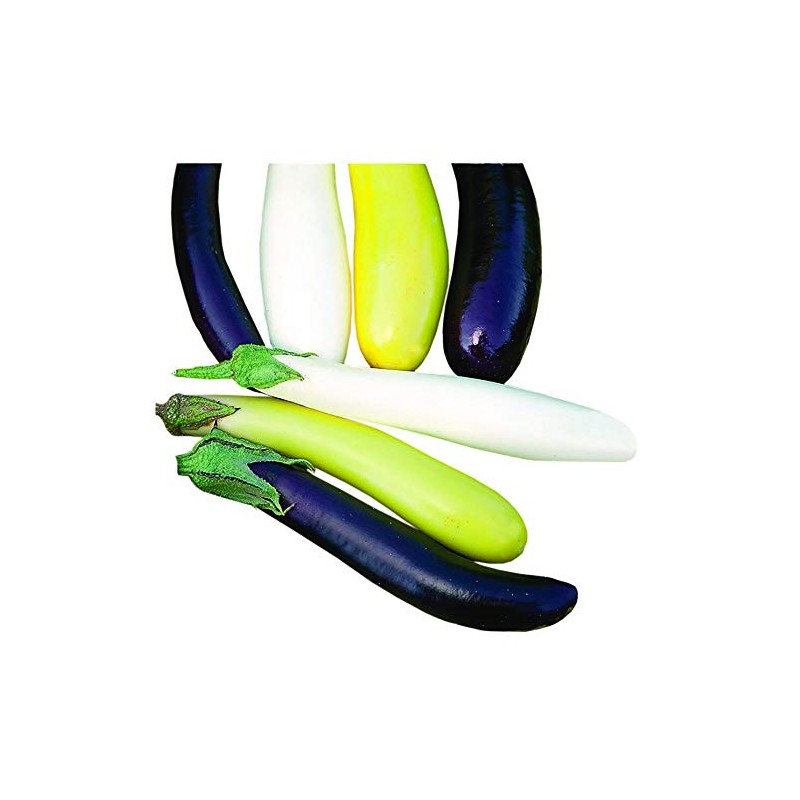 Park Seed Variety of Eggplant Vegetable Seeds, Plant Seeds, Easy