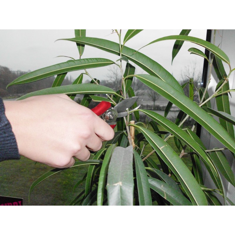 Connex Mini Pruning Shears, FLOR70367