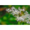 Lowhill Valley Meadowsweet Flower - Herbal Tea - Filipendula ulmaria