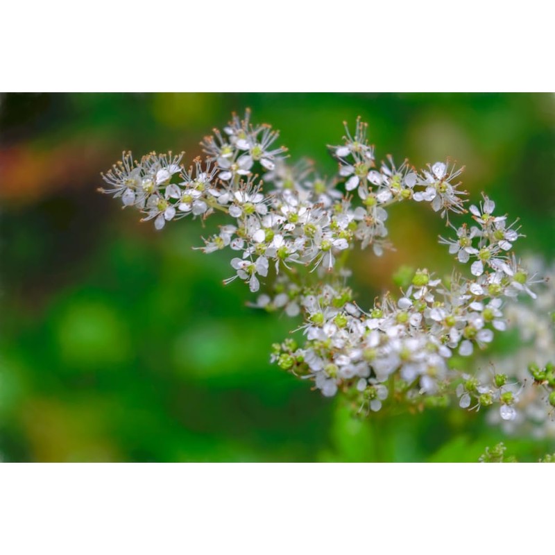 Lowhill Valley Meadowsweet Flower - Herbal Tea - Filipendula ulmaria
