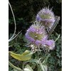Common Teasel Dipsacus Fullonum Flower (50) Seeds