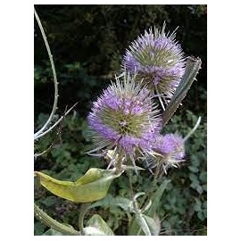 Common Teasel Dipsacus Fullonum Flower (50) Seeds