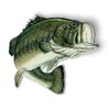 Largemouth Bass Fishing Fish - Magnet - Car Fridge Locker - Select Size