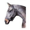 John Whitaker Ready To Ride Headcollar Black: Full