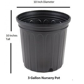 Compacta Japanese Holly - Live Plant - 3 Gallon Pot