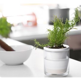 D'vine Dev 4 Inch Design Self Watering Planter for Indoor Plants, White Terracotta Pots with Cylinder Glass Cup, Set of 4, 373-A-4