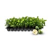 Pineapple Guava - 3 Live Plants - Feijoa Sellowiana -