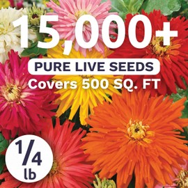 Zinnia Super Cactus Mix - Bulk 1/4 Pound Pouch - 15,000 Flower Seeds for Planting - Zinnia elegans