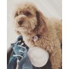 Skinny & CO. Rescue Skinny Paw Pet Shampoo-Made with Coconut