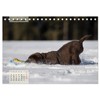 Welpenspaß (Tischkalender 2026 DIN A5 quer), CALVENDO Monatskalender: Niedliche, agile