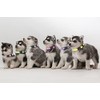 Paquete de 16 collares para cachorros, collares para cachorros, para