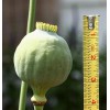1,000 The Giant - Giganteum P. Somniferum Poppy Seeds -HUGE