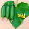 RAISE ME UP: Seeds Self-Pollinated Cucumber Market 38 Days for