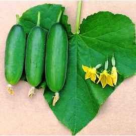 RAISE ME UP: Seeds Self-Pollinated Cucumber Market 38 Days for Pickling Indoor Non GMO Hybrid