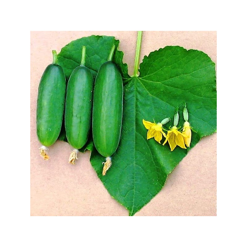 RAISE ME UP: Seeds Self-Pollinated Cucumber Market 38 Days for