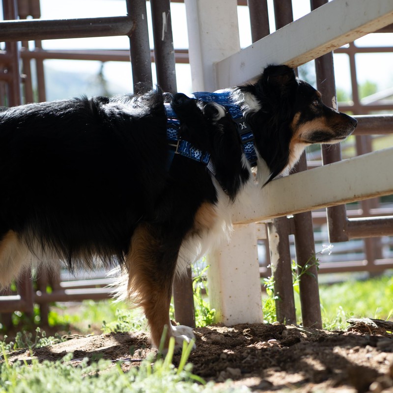 Hooey Nomad Walking Dog Harness, No-Pull Adjustable Harness for Dogs,