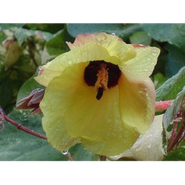 Mahoe Variegated Sea Hibiscus Tropical Tree Live Plant Colored Leaves Yellow Coral Flowers Starter Size 4 Inch Pot Tree Plant Emeralds TM