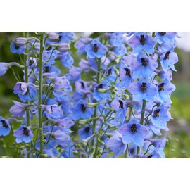 Larkspur Rocket Light Blue Flower Seeds, 250+ Seeds Per Packet, (Isla's Garden Seeds), Non GMO & Heirloom Seeds, Botanical Name: Consolida ajacis, Great Home Garden Gift