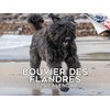 2024 2025 Bouvier Des Flandres Calendar - Dog Breed Monthly