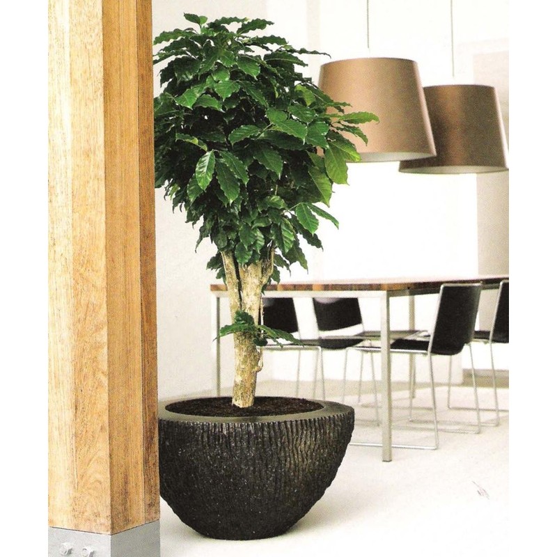 Seeds4planting - Seeds Coffee Tree Arabian Ornamental Dwarf Plant Perennial