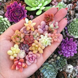 Nygardenia 200pcs Rare Mixed Succulent Seeds - Beautiful and Colorful Collection