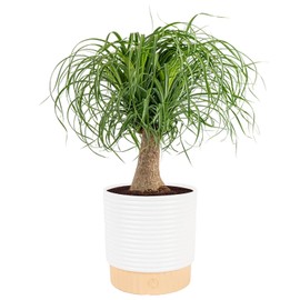 Costa Farms Ponytail Palm Live Plant in Decorative Pot, Easy to Maintain Indoor Houseplant, Perfect for Home, Room, or Office Decor, Great House Warming or Birthday Gift, 12-24 Inches Tall