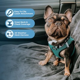 Best Pet Supplies Voyager Step-In Air Dog Harness, All-Weather Mesh Harness for Small and Medium Dogs, Turquoise, S