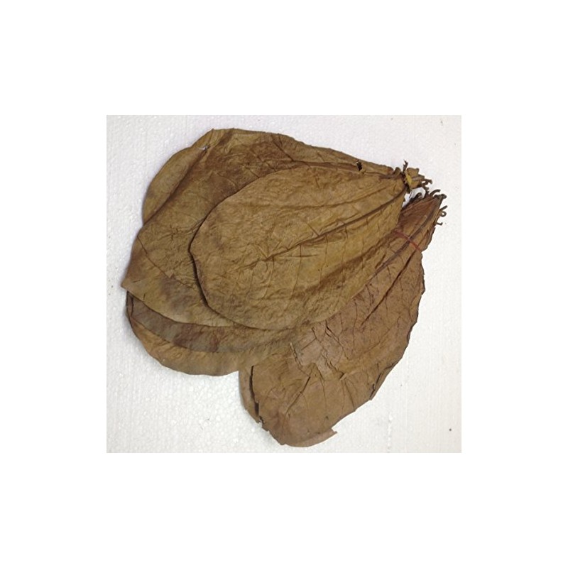 Pack of 100 (300 g) 20-25 cm Indian Almond Leaves