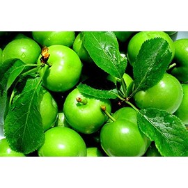 Green Plum (Yeşil Erik)