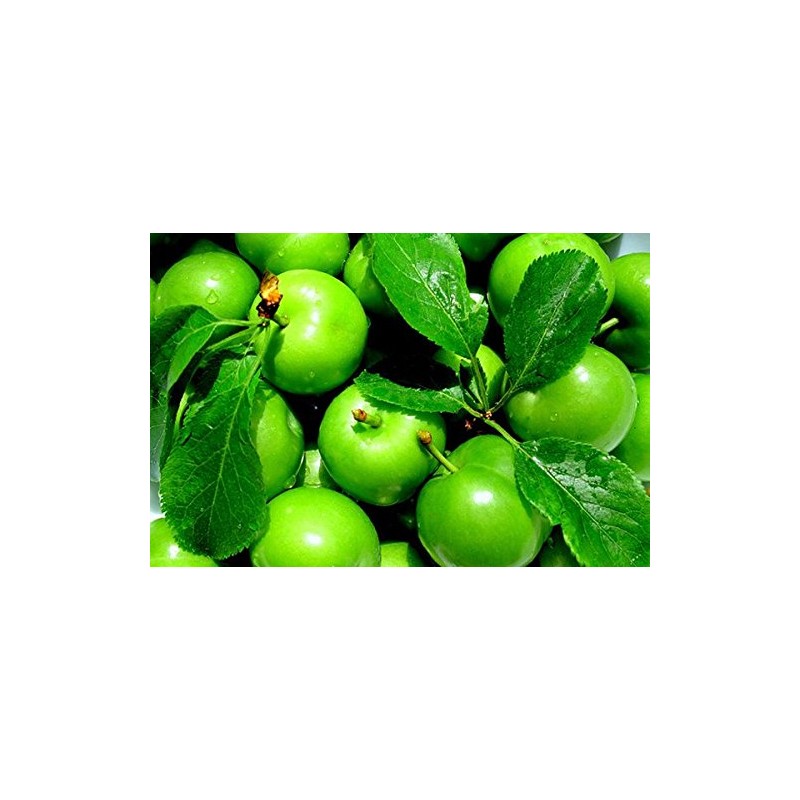 Green Plum (Yeşil Erik)
