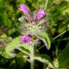Wild Basil Seeds (Clinopodium vulgare) Packet of 20 Seeds