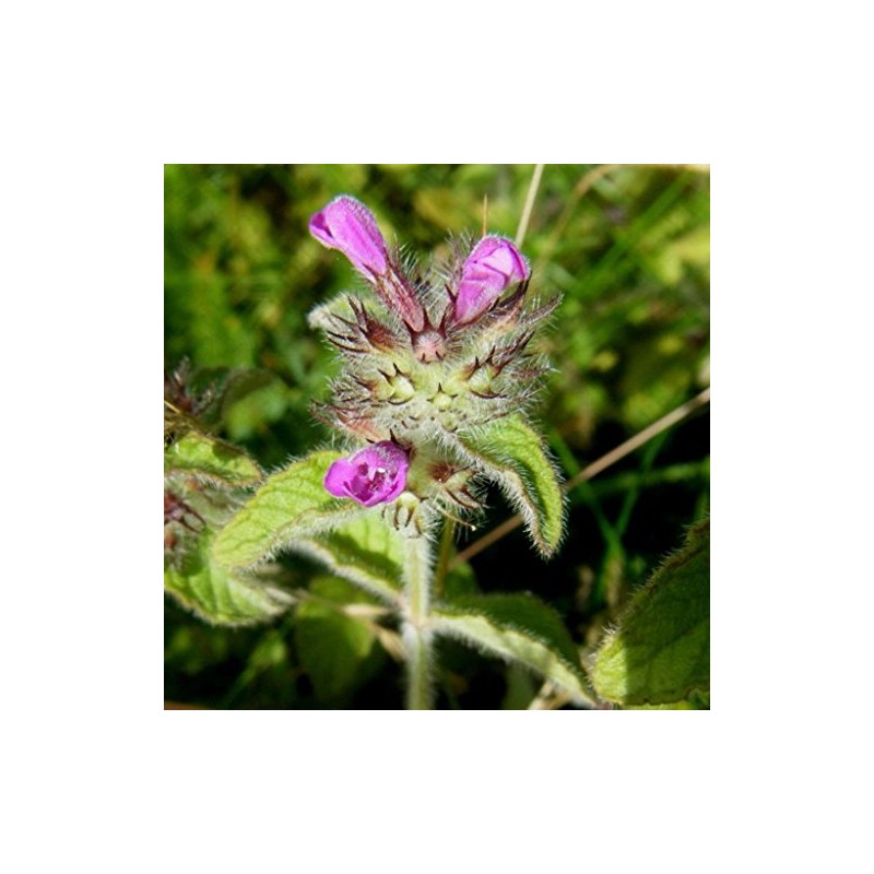 Wild Basil Seeds (Clinopodium vulgare) Packet of 20 Seeds